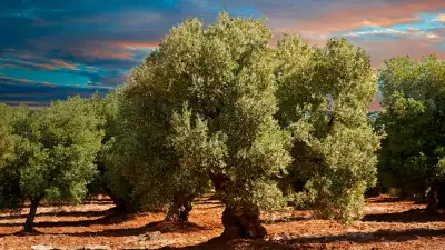 Puglia olive tree