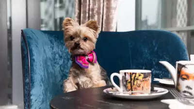 Savage Garden dog brunch