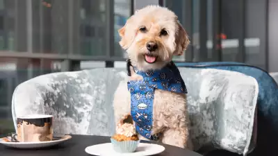 Savage Garden dog brunch