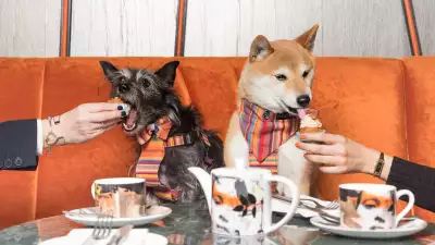 Savage Garden dog brunch