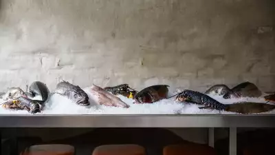 Fish at The Sea, The Sea