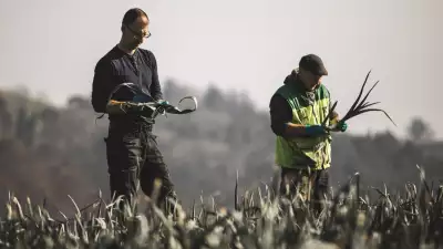 Farmers in field