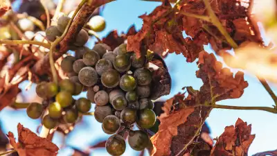 Vinho verde grapes