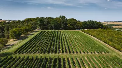 Vineyards at Château de Gensac