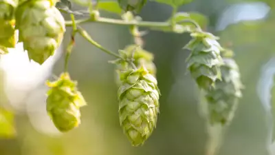 What are hops? A guide to the hops that flavour your favourite beers