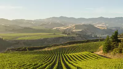 Villa Maria's vineyards in Marlborough, New Zealand
