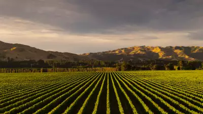 Villa Maria's vineyards in Marlborough, New Zealand