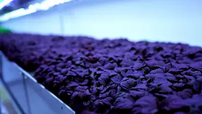 Vertical farming at Crate to Plate