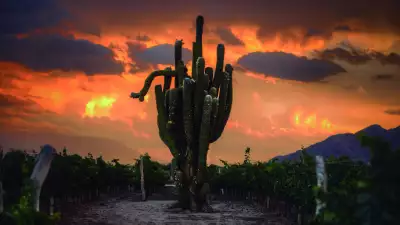 Cafayate Vineyards