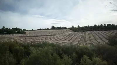 The martialled ranks of olive vines at one of Belazu's producers at Clos Pons in Spain