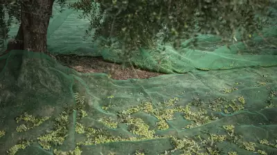 Catching olives with under-tree nets; Eduard Pons