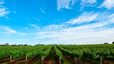 A Penfolds vineyard in Wrattonbully-Koppa