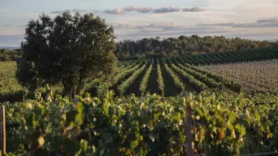 Ribera del Duero vineyards