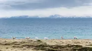 Reindeer grazing on grass in rural Norway