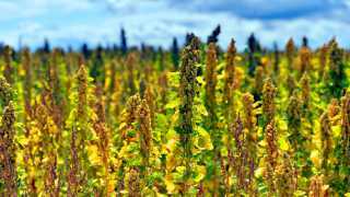 A field of quinoa