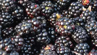 Blackberries at the Eden Project