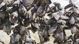 Fish heads on a wooden drying rack, north Norway, Spring 2014, from Magnus Nilsson's Nordic: A Photographic Essay of Landscapes, Food and People