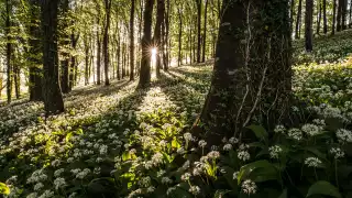 Pink Lady Food Photographer of the Year Food in the Field, Robin Goodlad, The Carpet of Wild Garlic