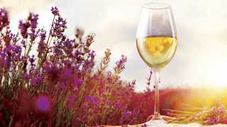 The Telegraph Wine Experience