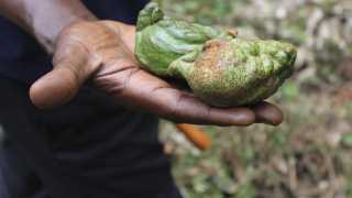A kola nut from Sierra Leone