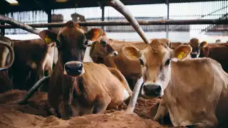 The Estate Dairy's Jersey cows