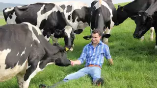 Friesian cows at The Estate Dairy