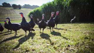Turkeys on the Copas family farm