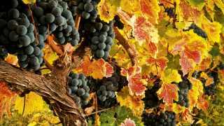 Bunches of Georgian grapes. Photograph by EcoFilms Georgia/Shutterstock