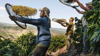 Coffee growing in Brazil. Photograph by Lavazza/Steve McCurry