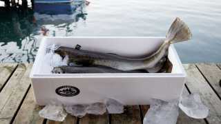 Skrei cod, meticulously prepared and packed