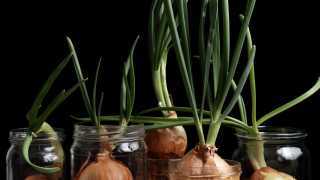 Onions sprouting