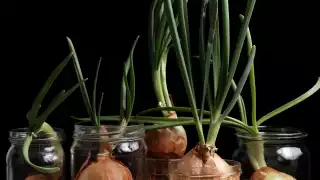 Onions sprouting