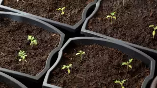 Seeds sprouting