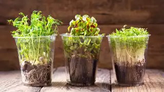 Cress growing in pots