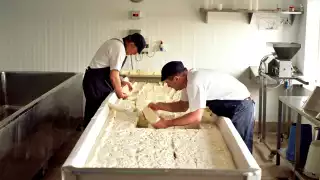 Cutting curd at Stichelton Dairy