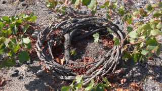 Ancient volcanic vines on Santorini