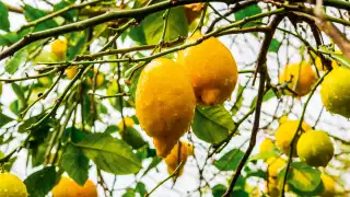 Lemons growing in Murcia, Spain