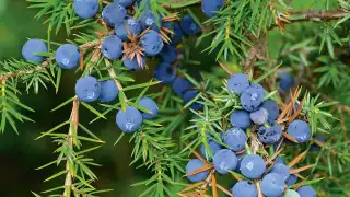 Juniper in Bombay Sapphire gin