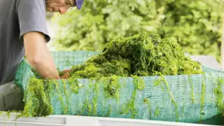 Harvest and prep at the Cornish Seaweed company