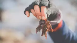 Irish Moss seaweed