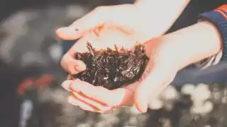 Dulse seaweed