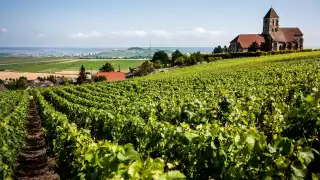 One of the vineyards owned by Bollinger