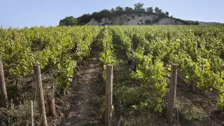 One of the vineyards owned by Bollinger