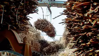 Harvested sugard cane at the Varela estate