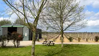 Barnsole Vineyards' grape vines in Canterbury