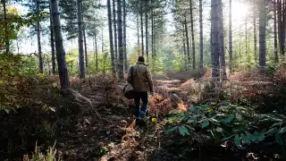 Mushroom forager