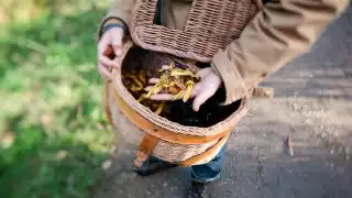 Foraged mushrooms