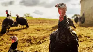 Serve up the perfect turkey this Christmas with help from Lidl UK's heritage breeds; Photograph by Emli Bendixen