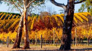 South Australia's wine making regions