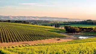 McLaren Vale, South Australia wine growing region